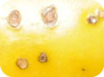 Lésions causées par la tache bactérienne sur une tomate
