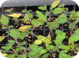 Symptômes de tache bactérienne sur des plants de tomate de repiquage issus de semences infectées