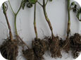 Collar-rot of tomato seedlings caused by Alternaria solani