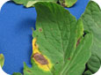 Progression of early blight symptoms on tomato leaves