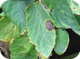 Early blight (large lesions) and bacterial disease (small lesions) on tomato foliage