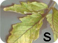 Sulphur deficiency symptoms