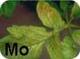 Molybdenum deficiency symptoms