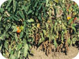 Symptômes de flétrissement verticillien sur un plant de tomate