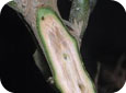 Coupe transversale d’une tige infectée (gauche) et une tige saine (droit) de plant de poivron pour comparaison
