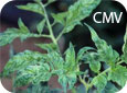 Symptômes du CMV sur du feuillage de tomate 