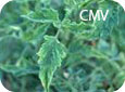 CMV Symptoms on Tomato Foliage
