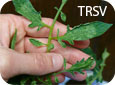 Symptômes du TRSV sur du feuillage de tomate