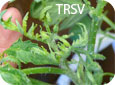 Symptômes du TRSV sur du feuillage de tomate