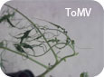 Symptômes du ToMV sur du feuillage de tomate