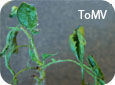 Symptômes du ToMV sur des feuilles de tomate
