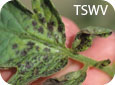 Symptômes du TSWV sur une tomate 