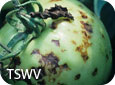 Symptômes du TSWV sur une feuille de tomate 