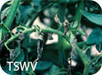 TSWV Symptoms on Tomato Foliage