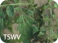 Bronzing of Foliage is a Typical Symptom of Tomato Spotted Wilt Virus