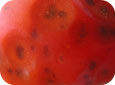 Anthracnose lesions on tomato