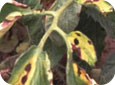 Early blight symptoms showing extensive yellowing of foliage