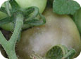 Gray mold fruit symptoms