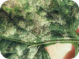Powdery mildew (O. neolycopersici) symptoms on tomato leaf