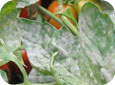 Maladie du blanc dans la tomate (O. neolycopersici)