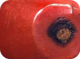 Lésion causée par une infection avancée d’anthracnose sur la tomate