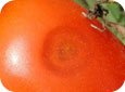 Lésion causée par l’anthracnose dans la tomate