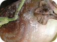 Buckeye rot – sporulating in damp conditions