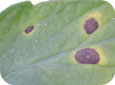 Closer view of early blight symptoms on tomato leaf