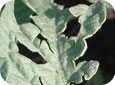 Hail damage to tomato leaf