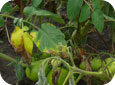Symptoms of walnut wilt on tomato plant