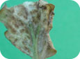 Frost damage to tomato leaf