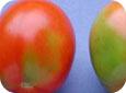 Gamme de différents défauts de coloration des tomates