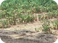Symptoms of walnut wilt at field edge