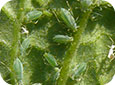 Aphid Colony on Tomato Leaf
