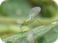 Winged and Wingless Aphids on Tomato Leaf