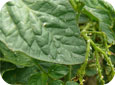 Aphid Colony on Tomato Foliage