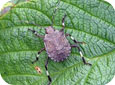 Brown Marmorated Stink Bug Nymph