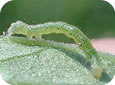 Early Instar Cabbage Looper Larva