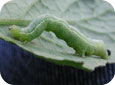 Cabbage Looper Larva on Tomato Leaf