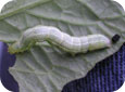 Cabbage Looper Larva on Tomato Leaf