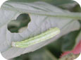 Cabbage Looper Larva and Damage on Tomato Leaf