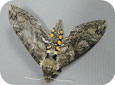 Tobacco Hornworm Adult (Carolina Sphinx Moth)