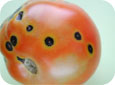 Lésions de punaise, avec infection possible de maladie bactérienne, sur tomate