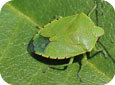 Green Stink Bug Adult
