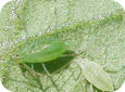 Aphid Adults and Nymphs 