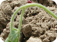 Clipping of Tomato Transplants by Black Cutworms