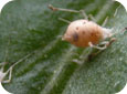 Remains of Parasitized Aphids 