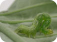 Cabbage Looper Larva