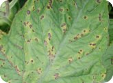 Bacterial speck symptoms on foliage