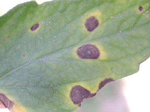 Leaf with dark circular lesions surrounded by yellow halos